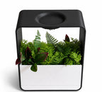 Cloud XL Self-Watering Desk Planter Vase with Drip Tray