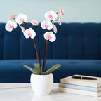 Aromatic Orchid Oil Diffusor and Incense Holder - with Spinning Leaves